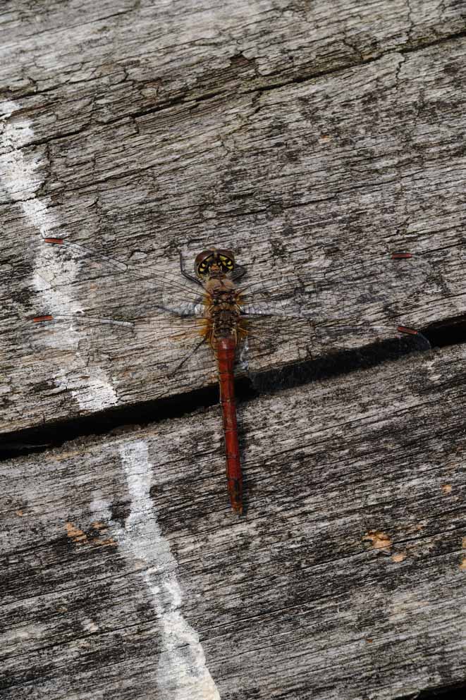 3 libellula da ID - Sympetrum sanguineum (maschio)